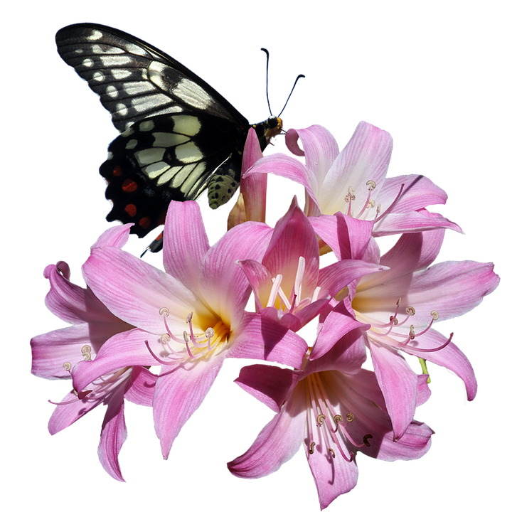Blackand White Butterflyon Pink Lilies PNG