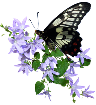 Blackand White Butterflyon Purple Flowers.jpg PNG