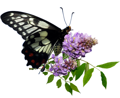 Blackand White Butterflyon Purple Flowers.jpg PNG