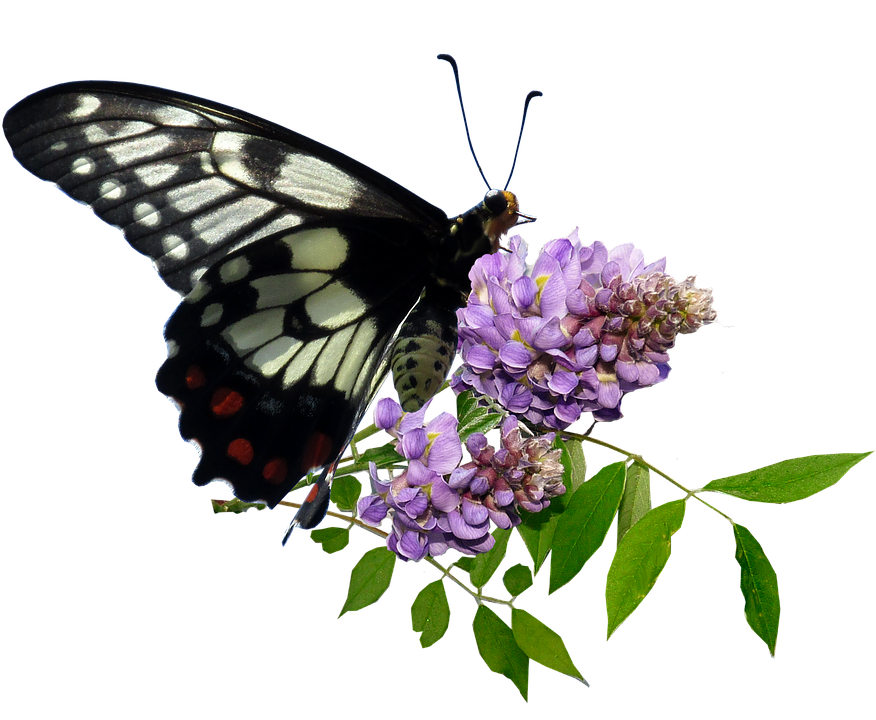 Blackand White Butterflyon Purple Flowers.png PNG