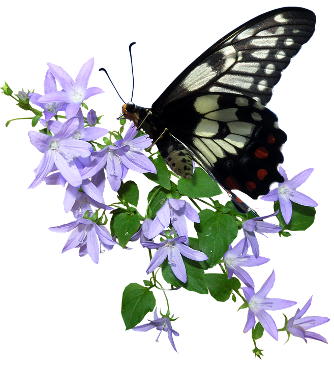 Blackand White Butterflyon Purple Flowers.png PNG