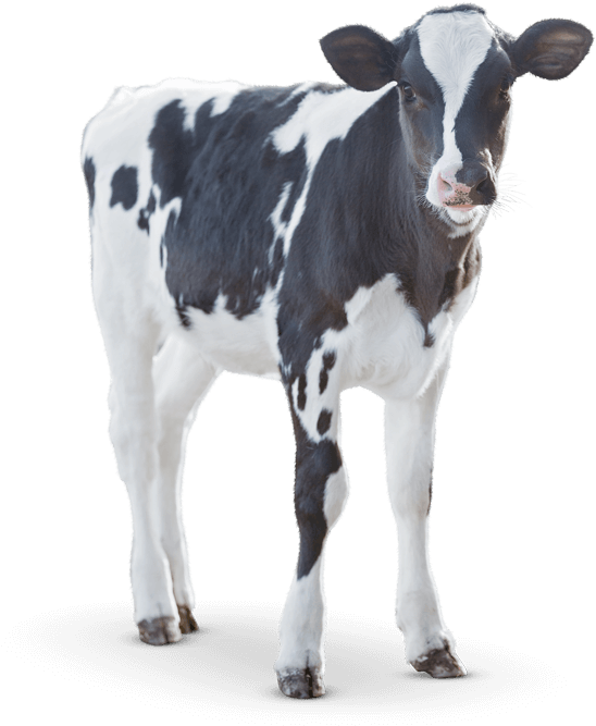 Blackand White Calf Standing PNG