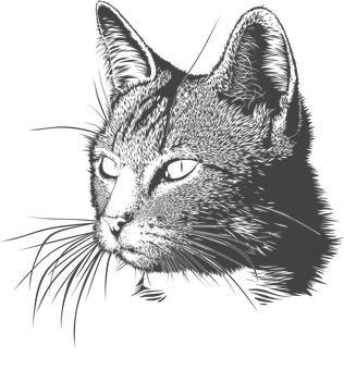 Blackand White Cat Portrait PNG