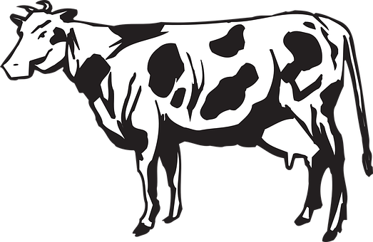 Blackand White Cow Illustration.jpg PNG