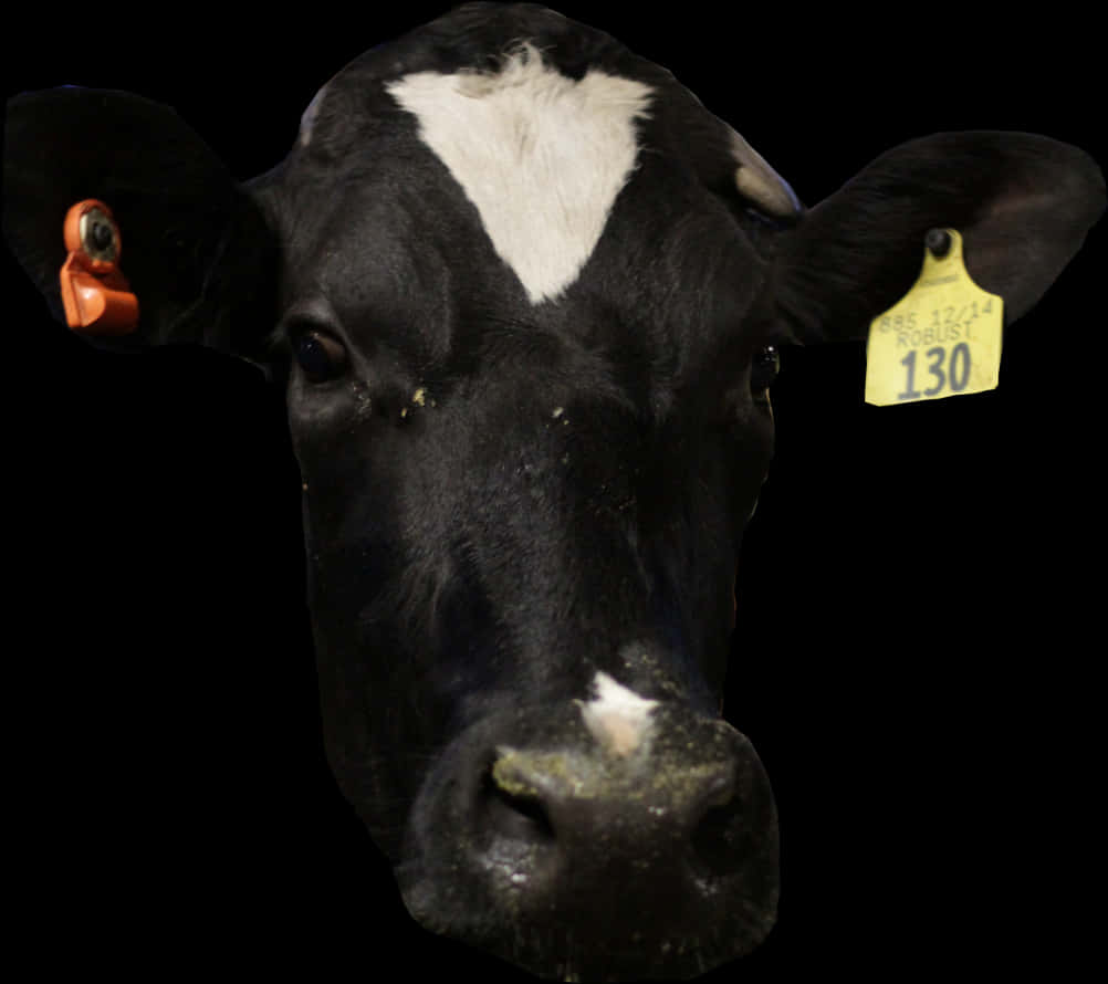 Blackand White Cow Portrait PNG