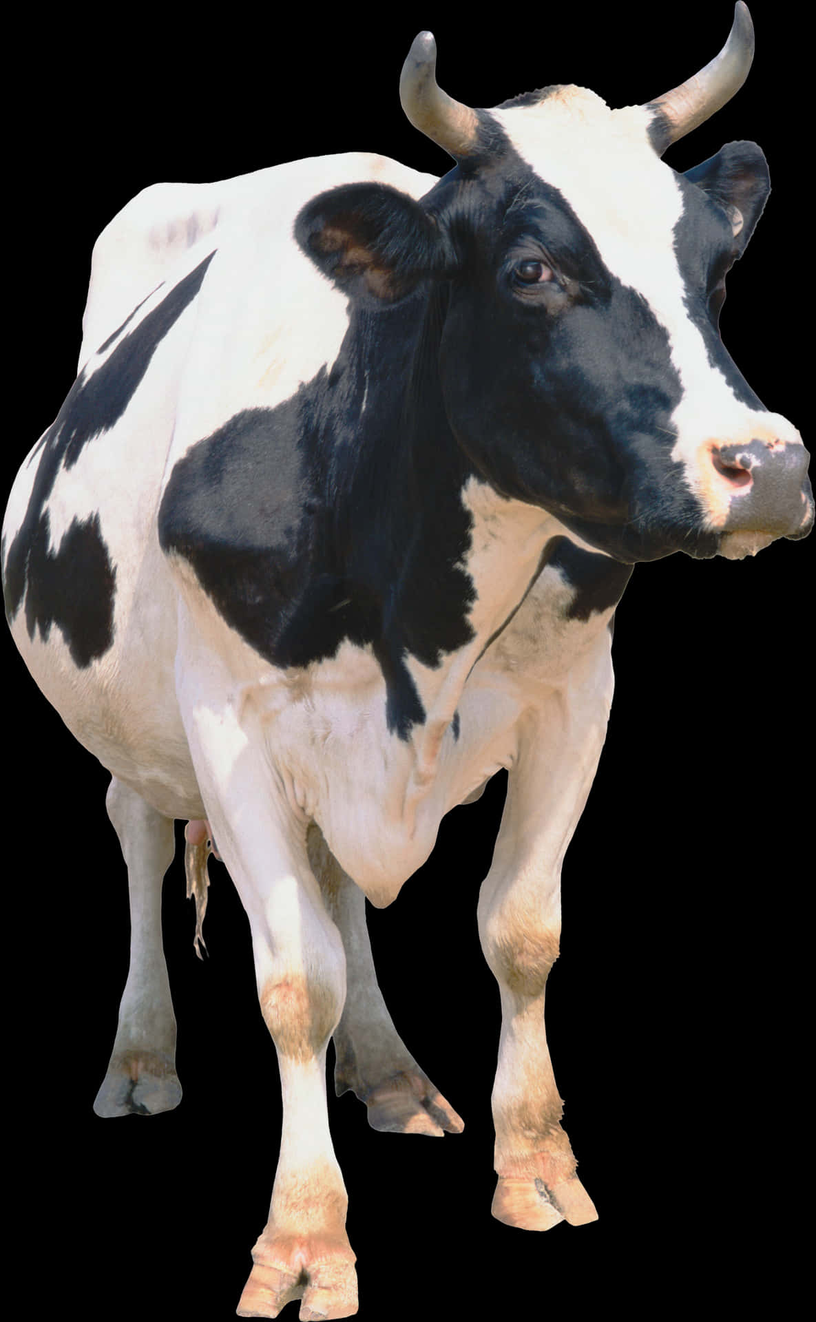 Blackand White Cow Standing PNG