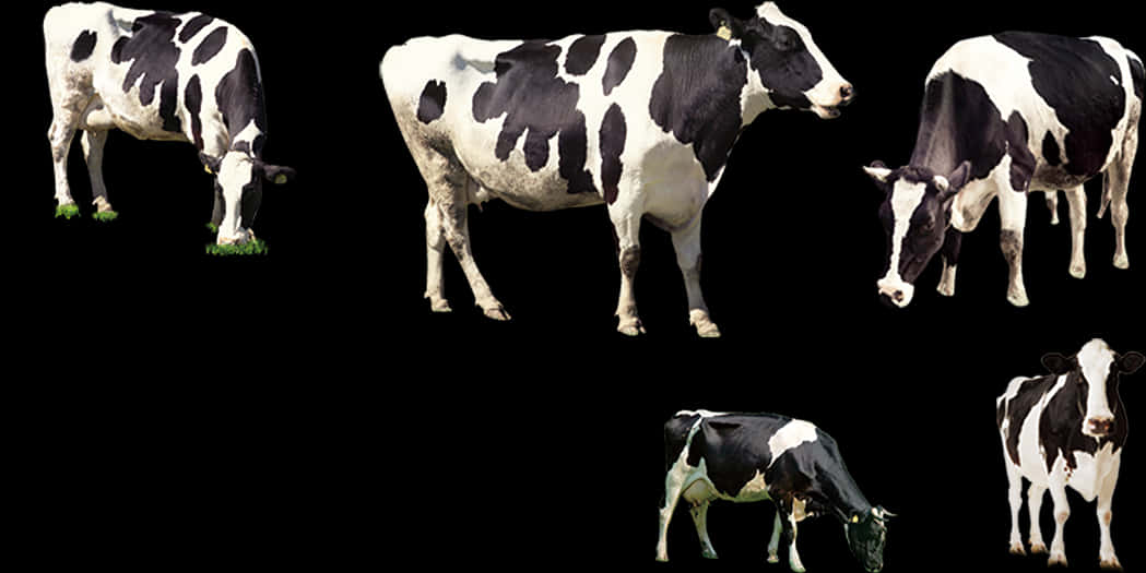 Blackand White Cows Collection PNG