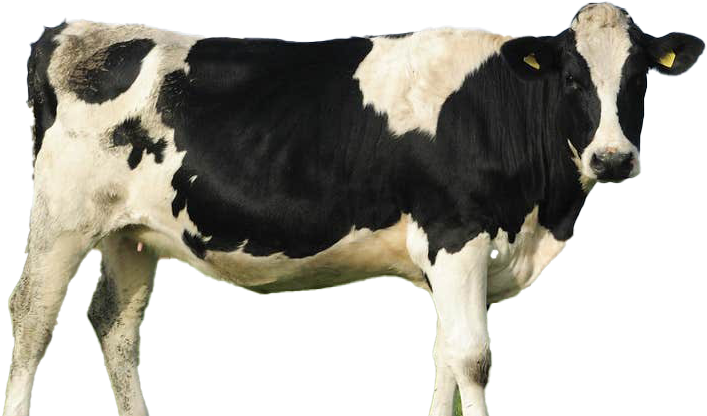 Blackand White Dairy Cow Standing PNG