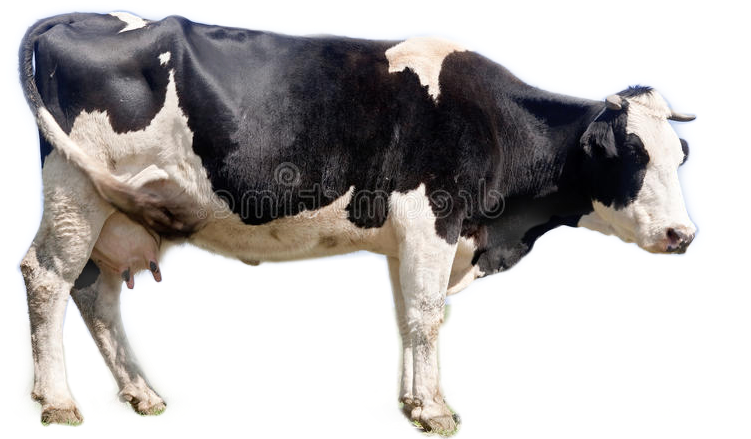 Blackand White Dairy Cow PNG