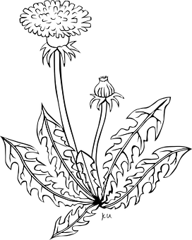 Blackand White Dandelion Illustration PNG