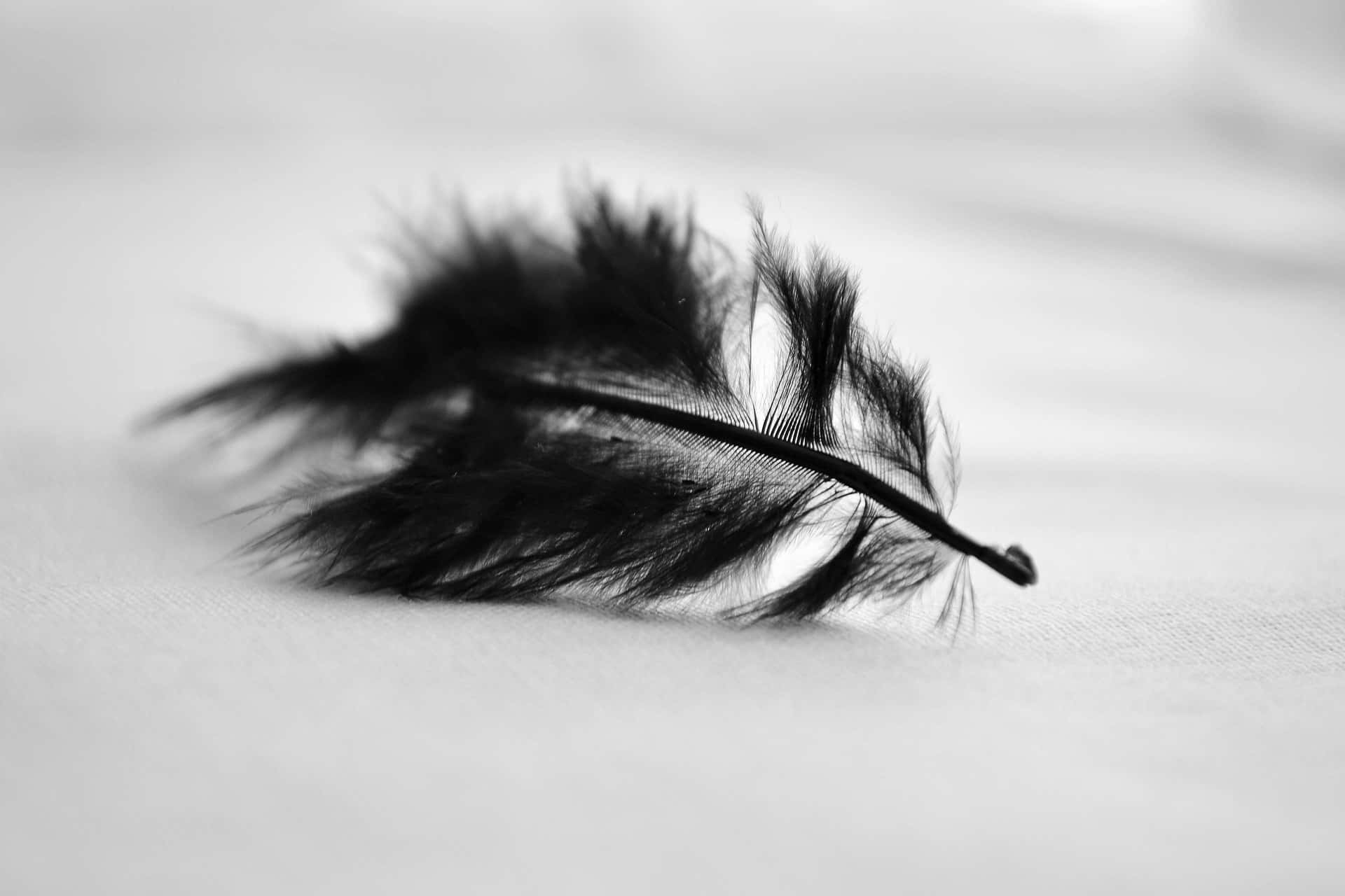Blackand White Feather Closeup.jpg Wallpaper