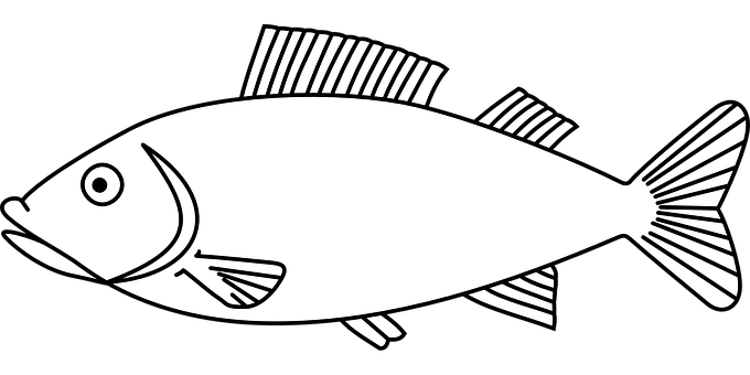 Blackand White Fish Illustration.jpg PNG