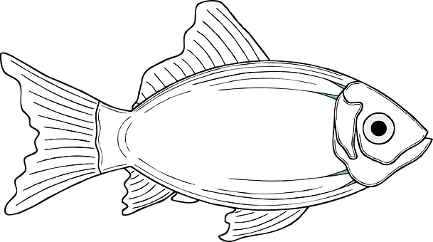 Blackand White Fish Illustration PNG