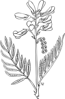 Blackand White Floral Illustration PNG