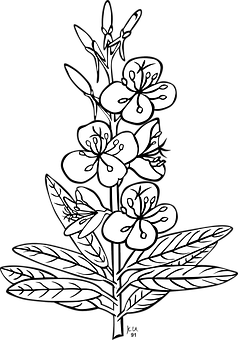 Blackand White Floral Illustration PNG