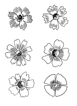 Blackand White Floral Illustrations PNG