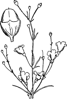 Blackand White Floral Silhouette PNG