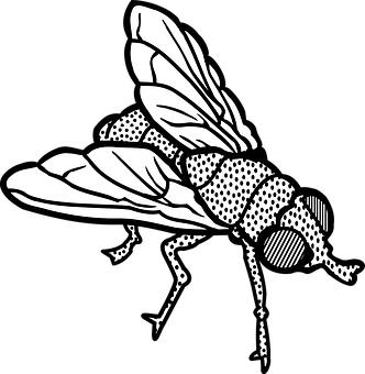 Blackand White Fly Illustration PNG