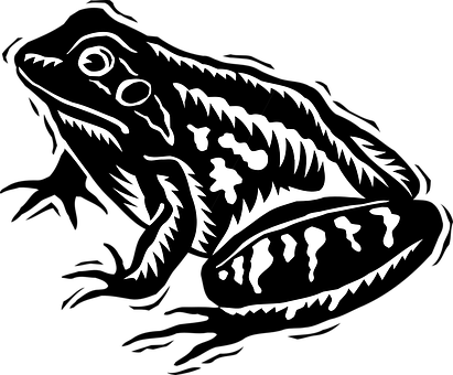 Blackand White Frog Illustration PNG