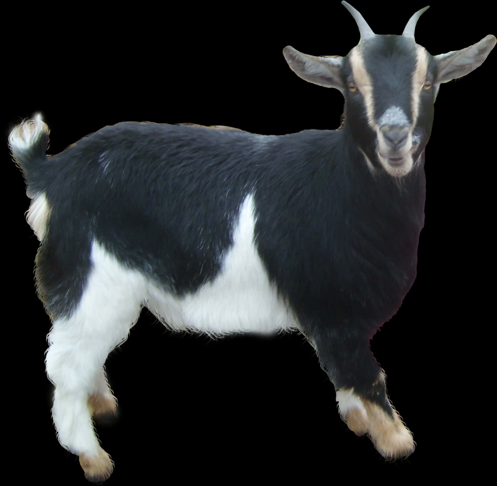 Blackand White Goat Isolated PNG