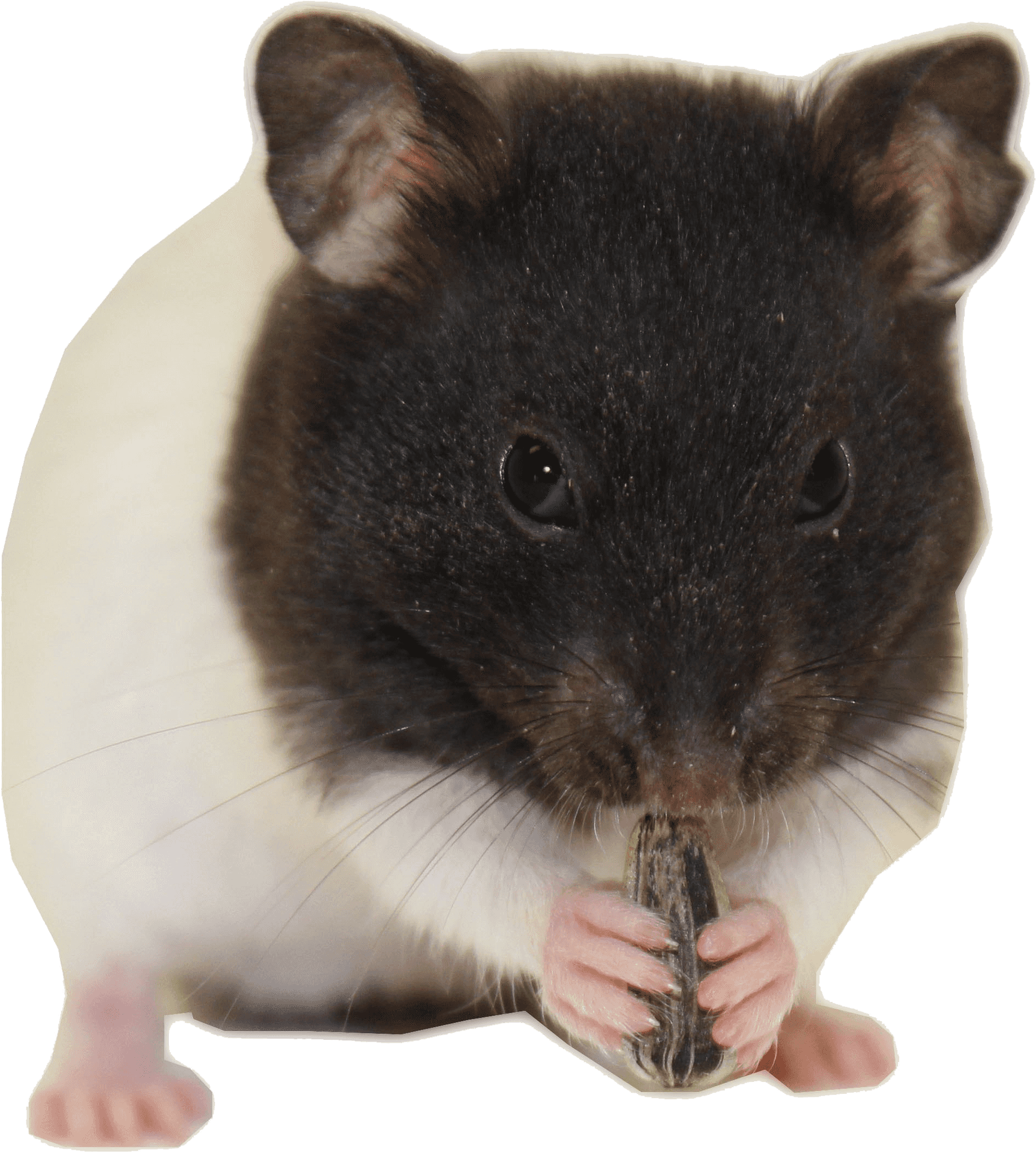 Blackand White Hamster Eating Seed.png PNG