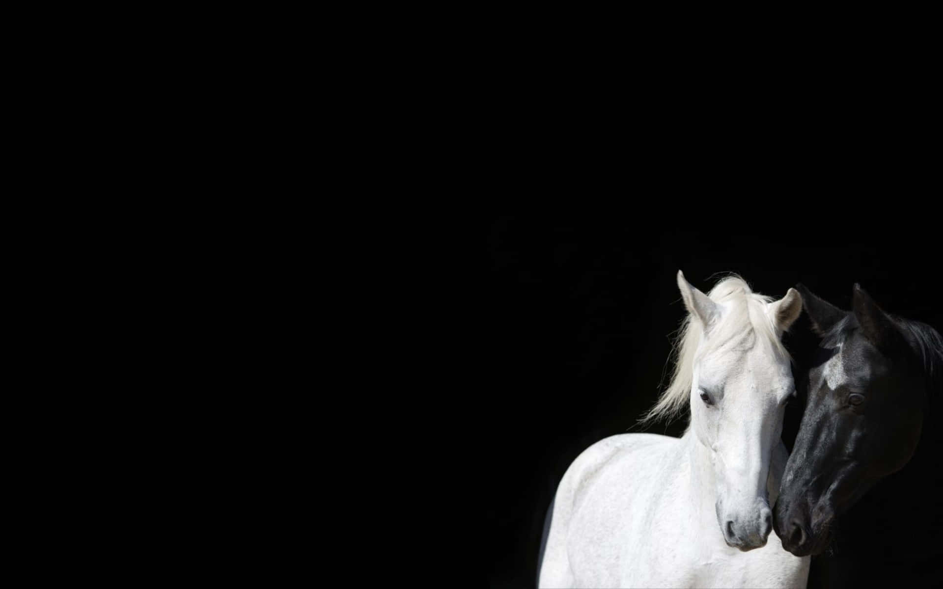 Blackand White Horses Affection Wallpaper