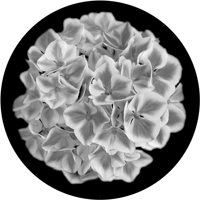 Blackand White Hydrangea Blossoms PNG