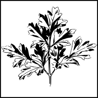 Blackand White Leaf Illustration PNG
