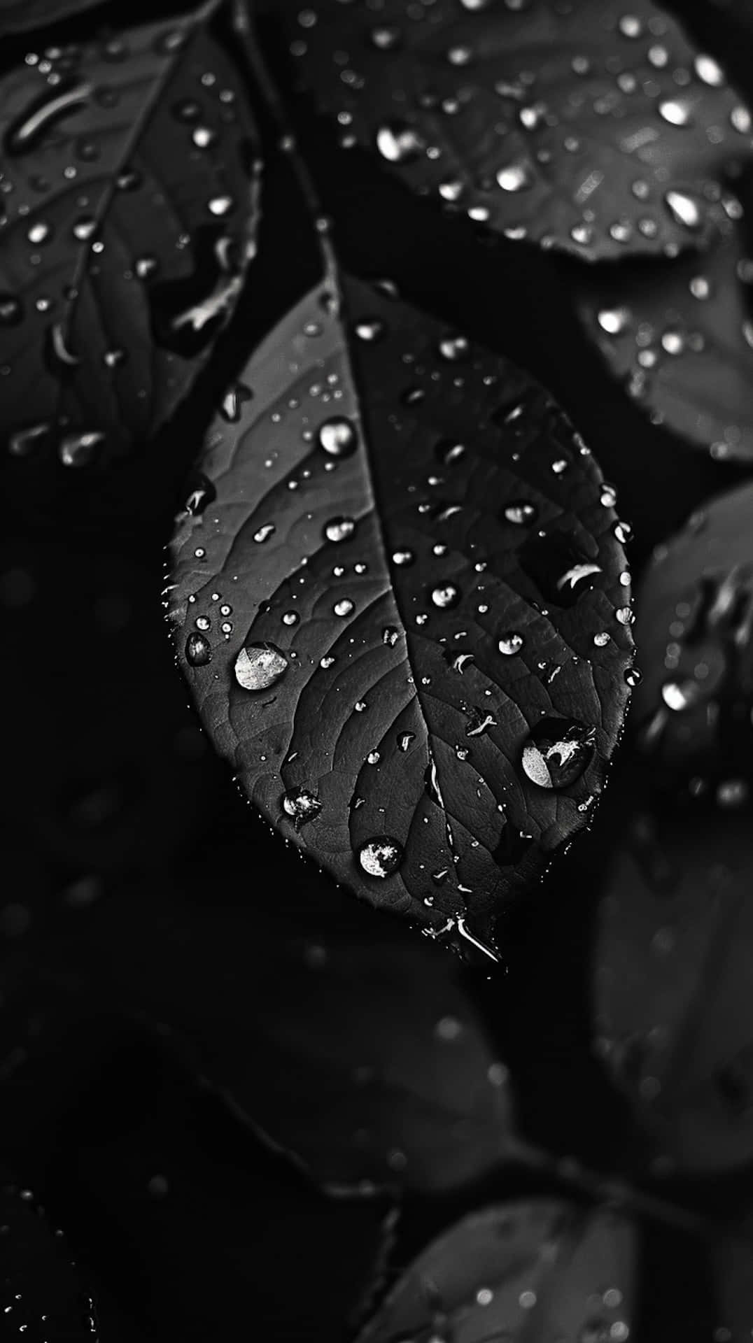 Blackand White Leaveswith Water Droplets Wallpaper