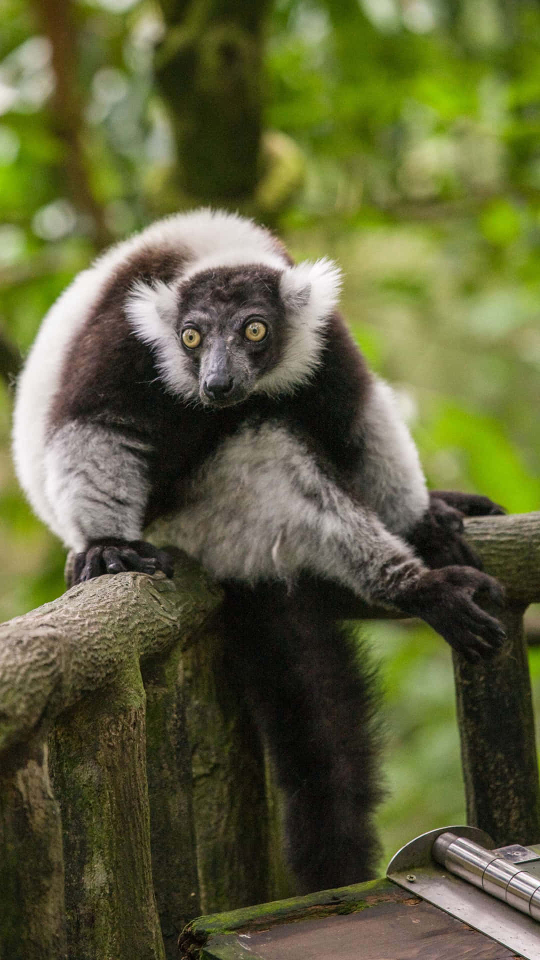 Blackand White Lemur Singapore Zoo Wallpaper