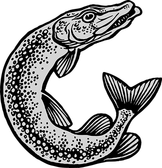 Blackand White Pike Fish Illustration PNG