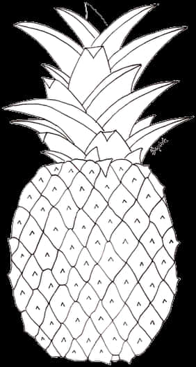 Blackand White Pineapple Sketch PNG