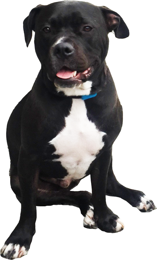 Blackand White Pitbull Dog Sitting PNG
