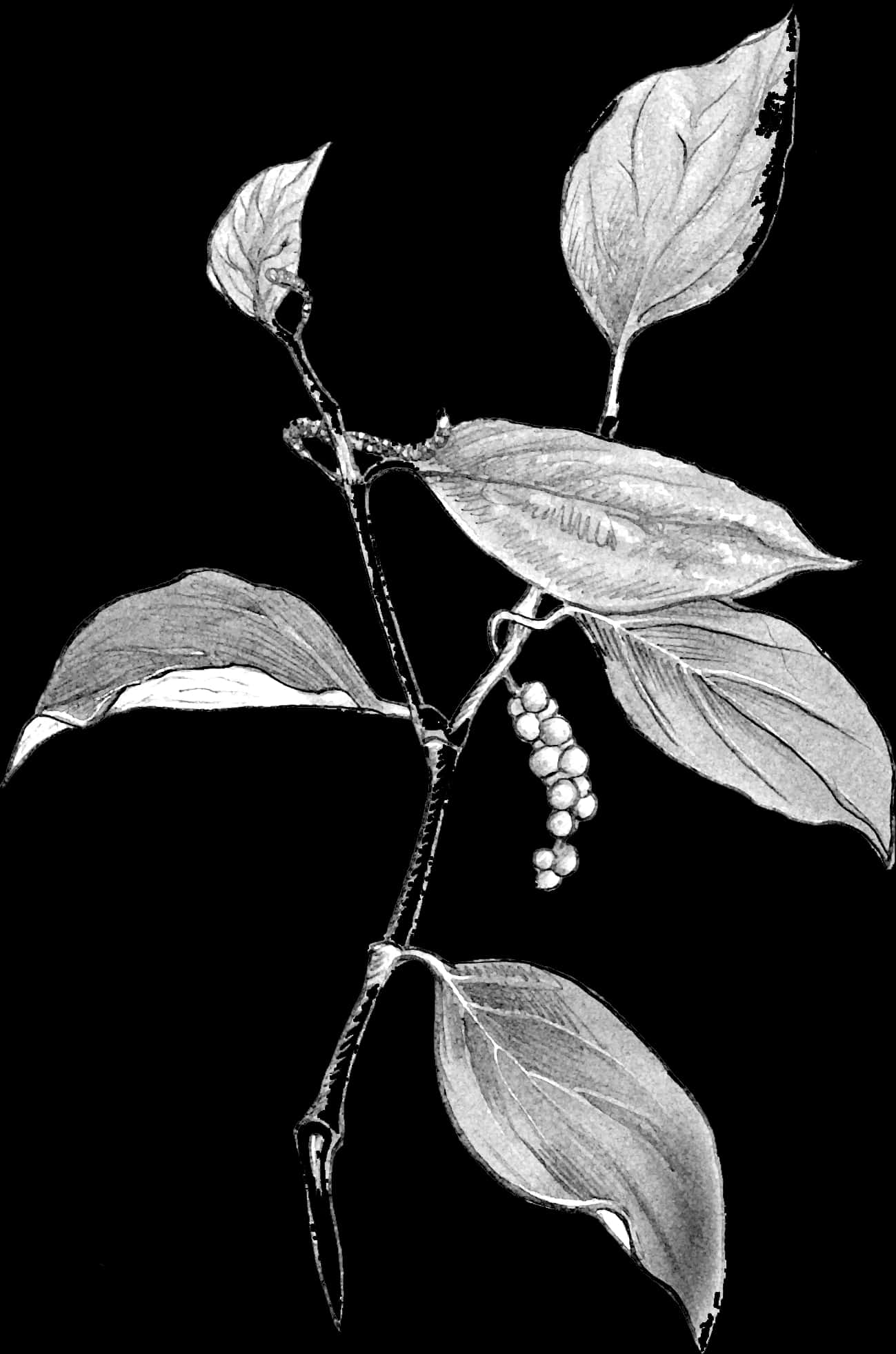 Blackand White Plant Illustration PNG