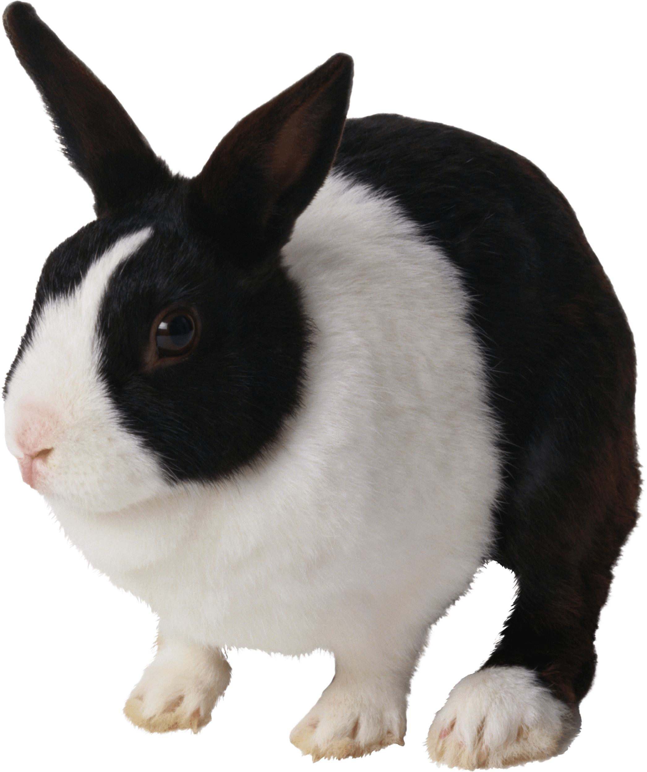 Blackand White Rabbit PNG