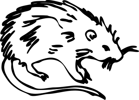 Blackand White Rat Illustration PNG