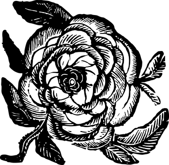 Blackand White Rose Illustration PNG