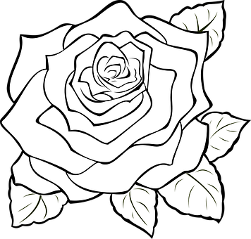 Blackand White Rose Line Art PNG