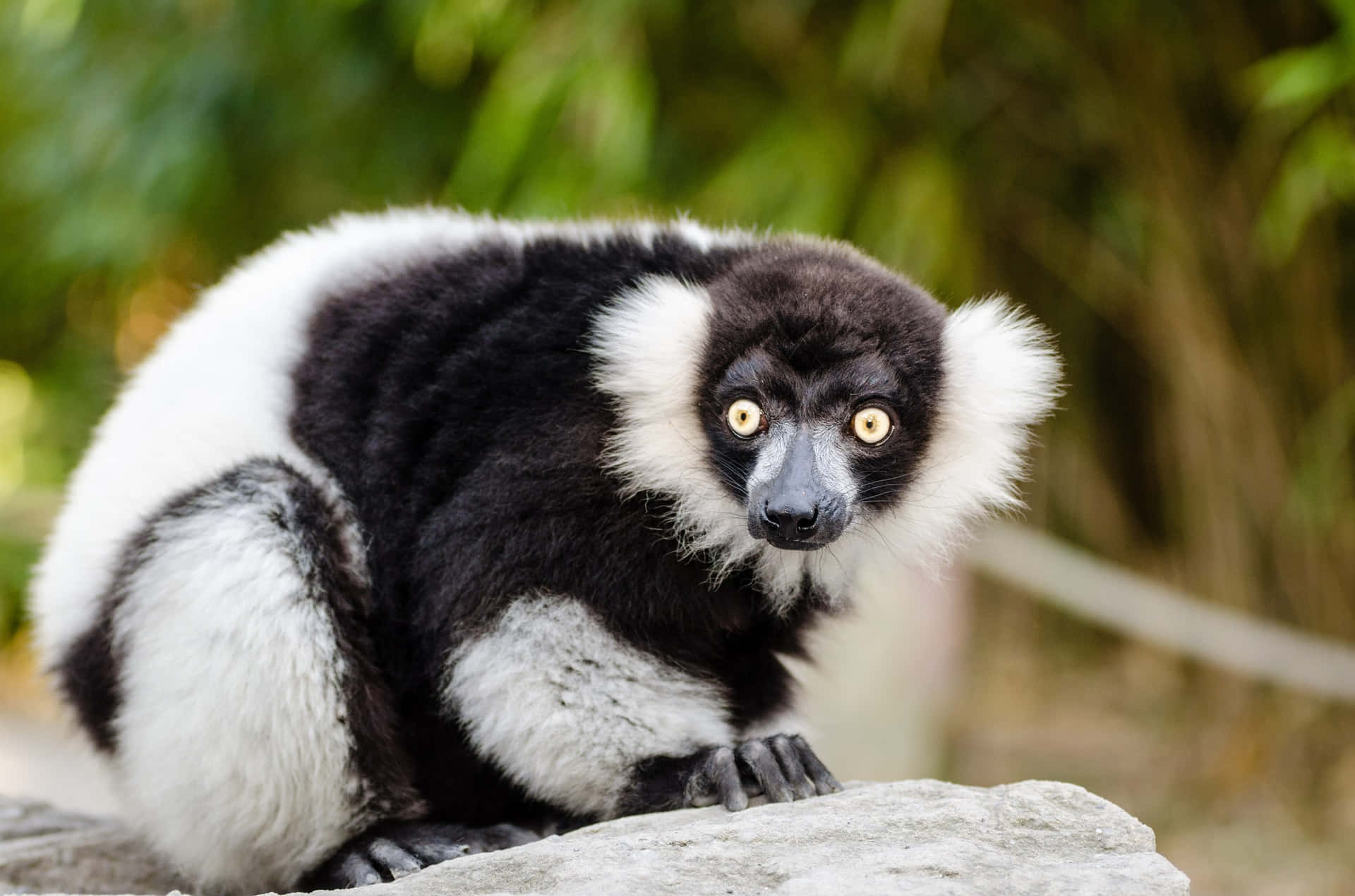Blackand White Ruffed Lemur On Rock.jpg Wallpaper