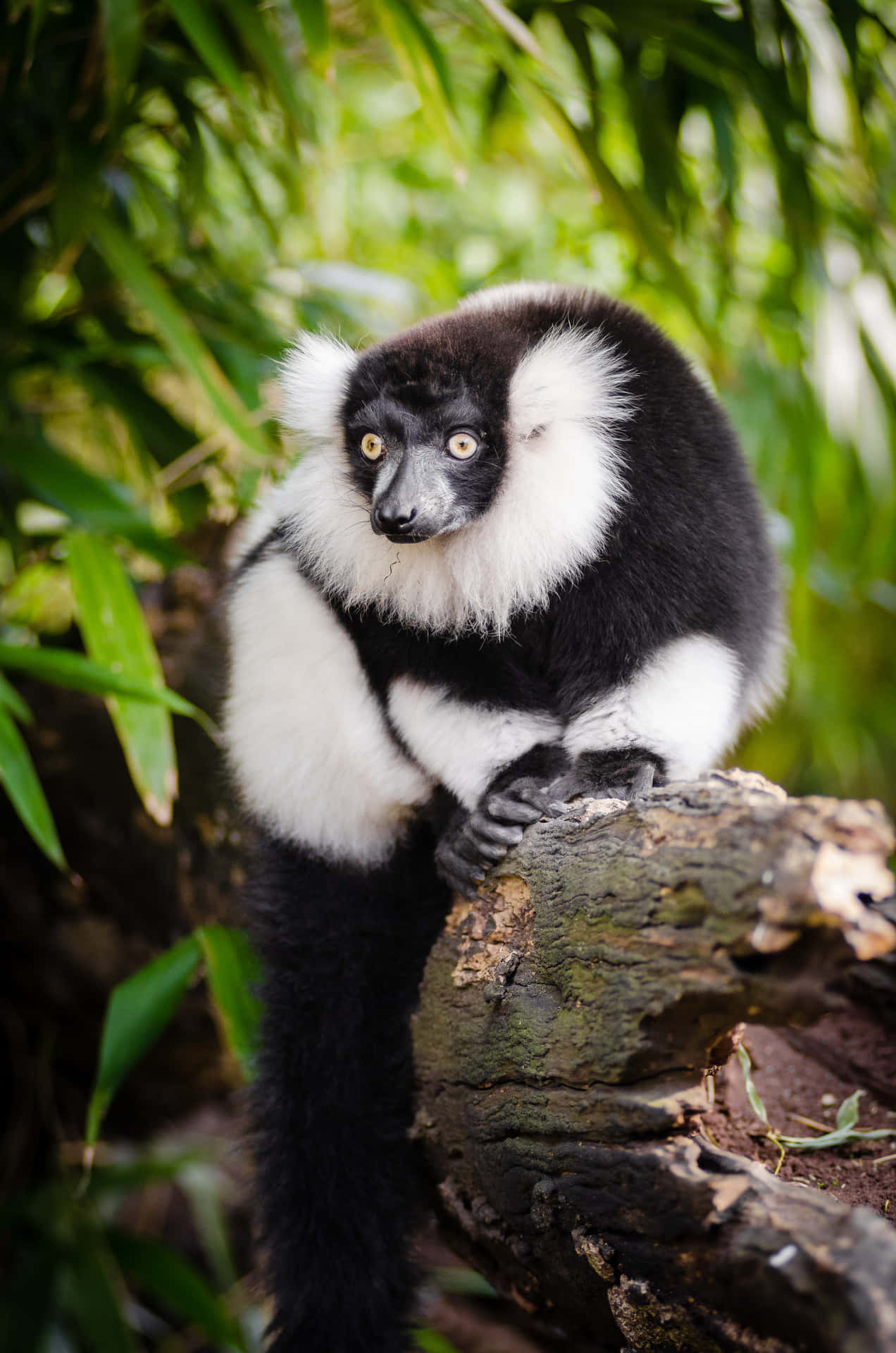 Blackand White Ruffed Lemurin Natural Habitat.jpg Wallpaper