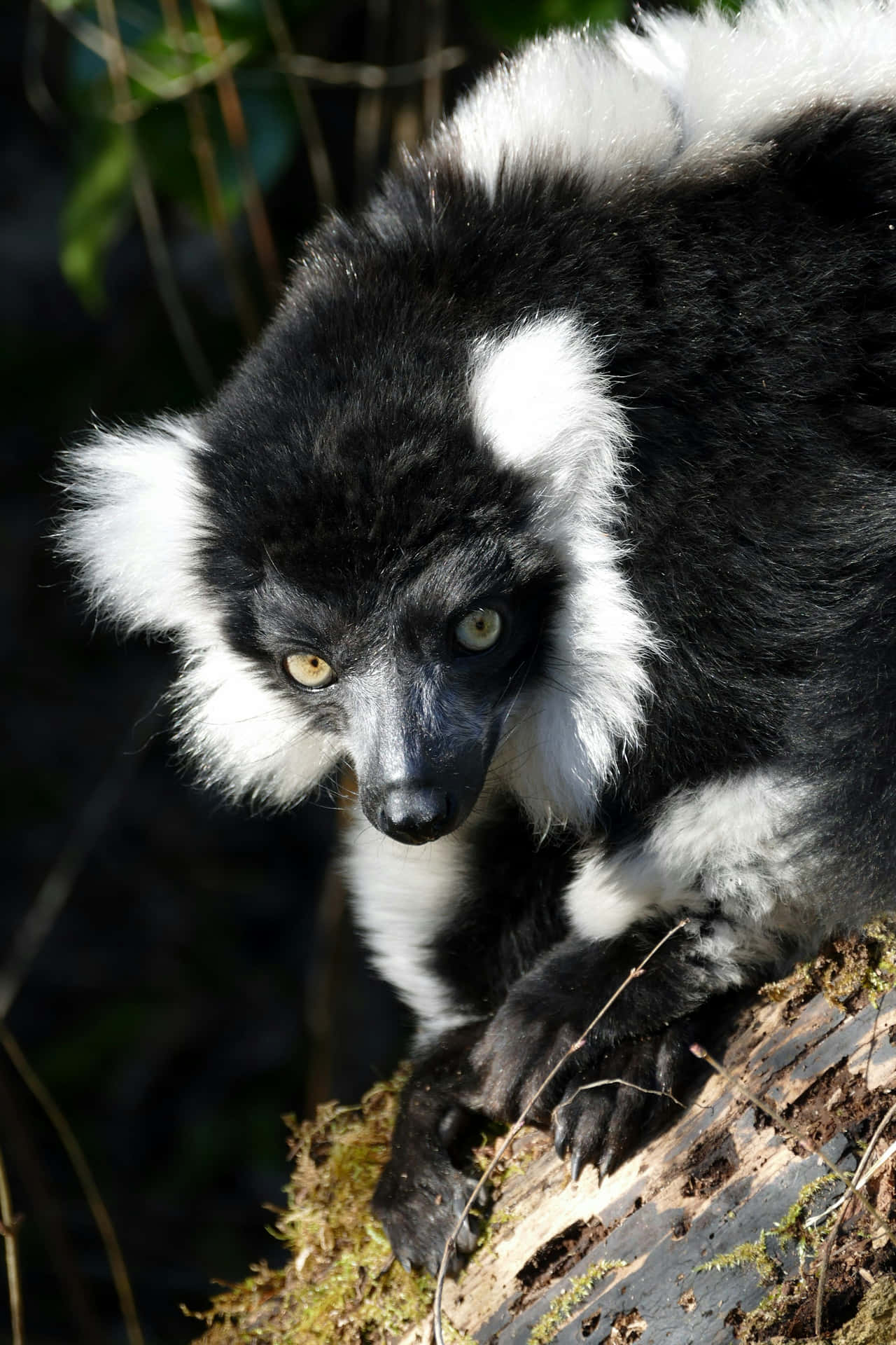 Blackand White Ruffed Lemurin Natural Habitat.jpg Wallpaper