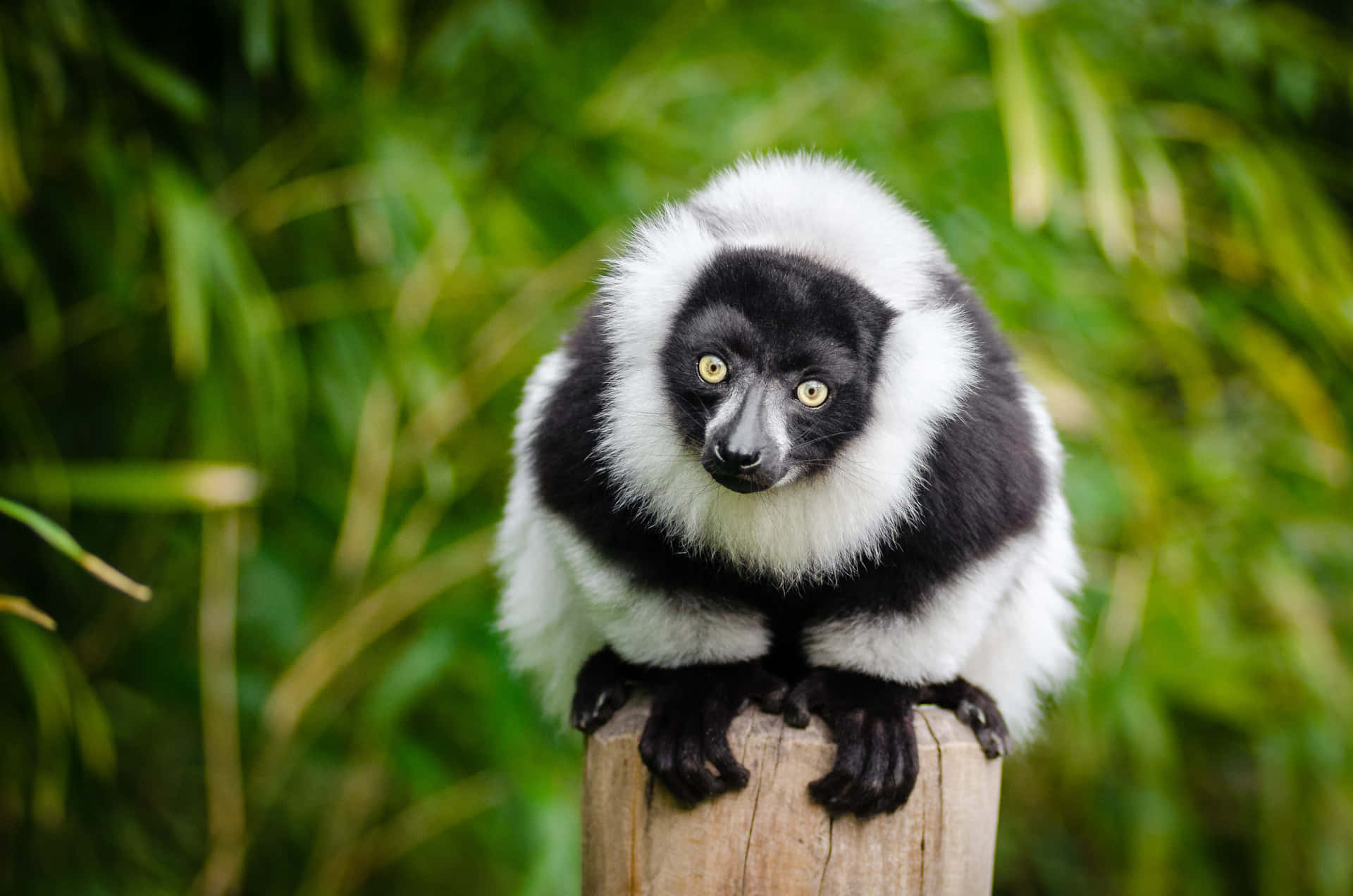 Blackand White Ruffed Lemurin Nature.jpg Wallpaper