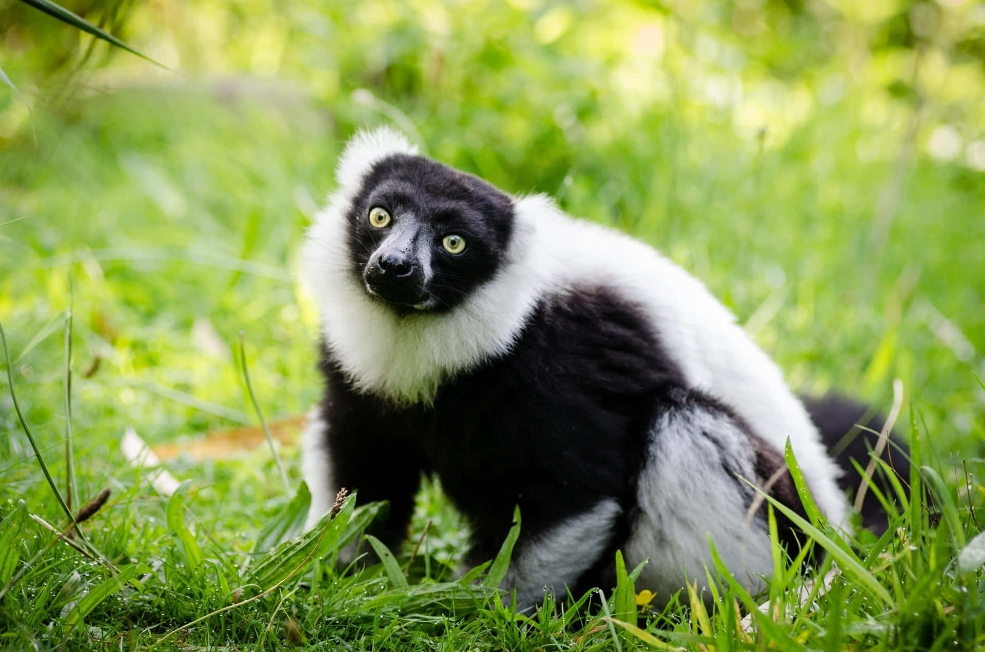 Blackand White Ruffed Lemurin Nature.jpg Wallpaper