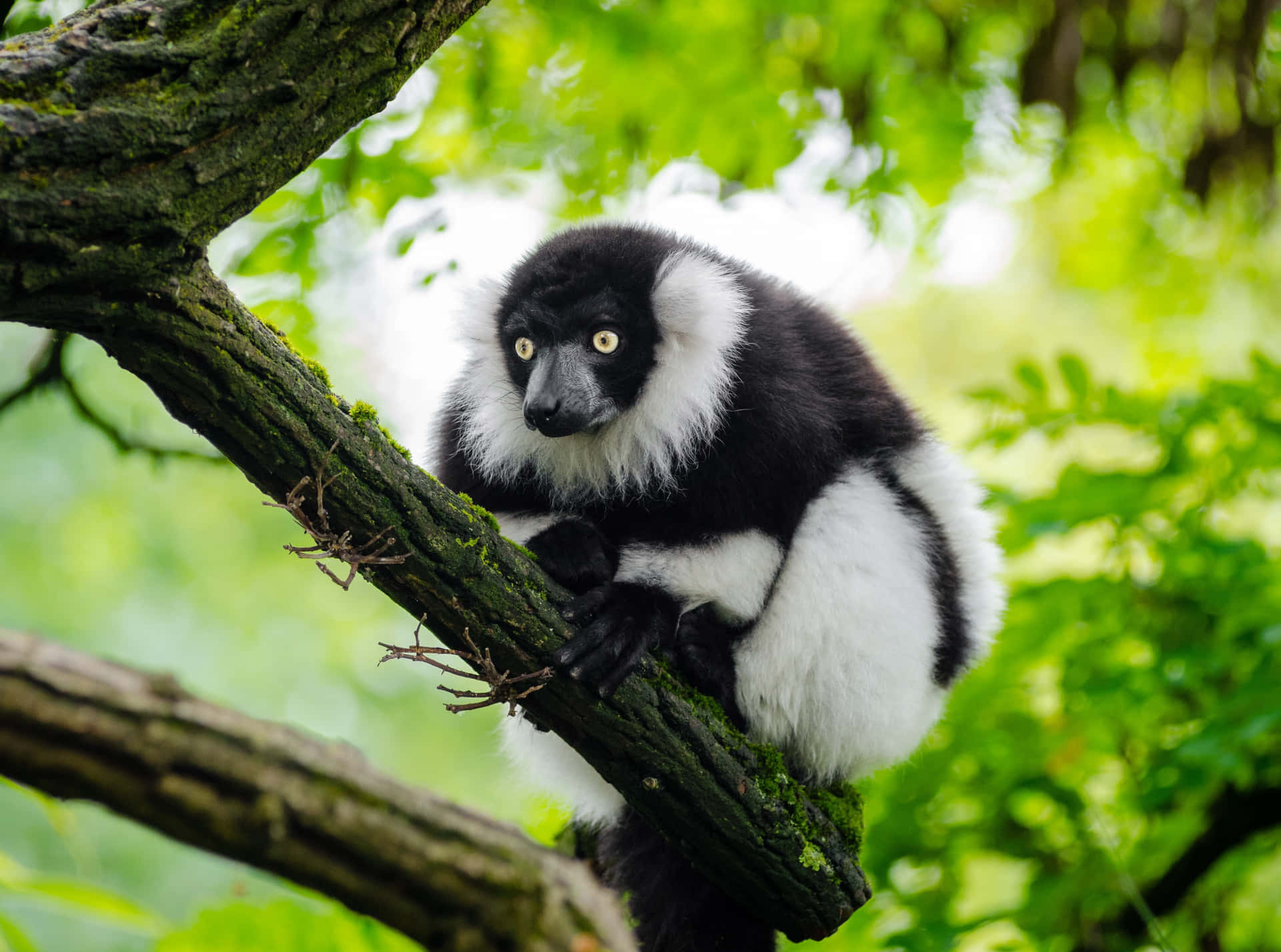 Blackand White Ruffed Lemurin Tree Wallpaper