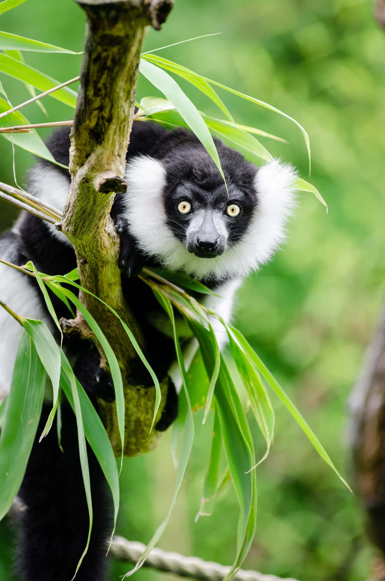 Blackand White Ruffed Lemurin Tree Wallpaper
