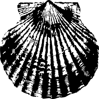 Blackand White Scallop Shell PNG