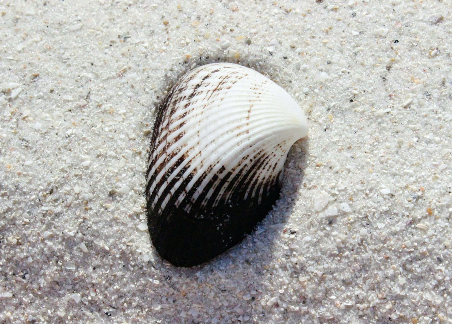 Blackand White Seashellon Sand Wallpaper