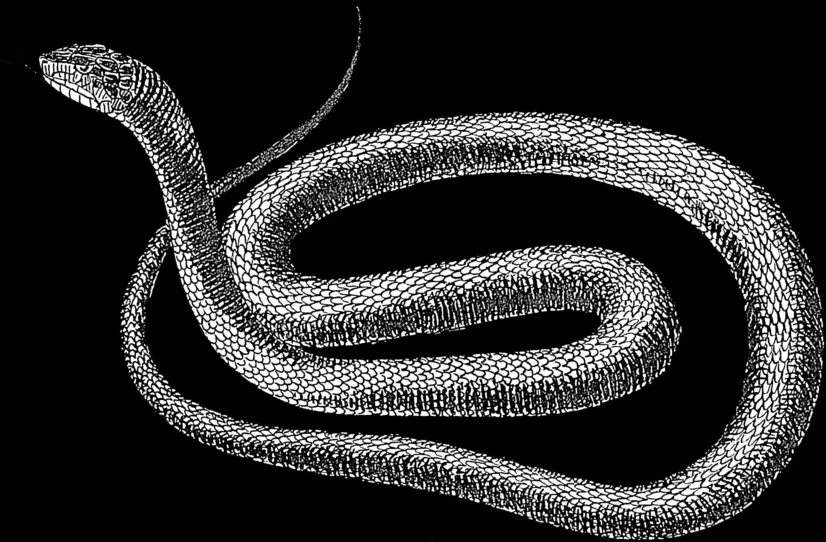 Blackand White Snake Illustration PNG