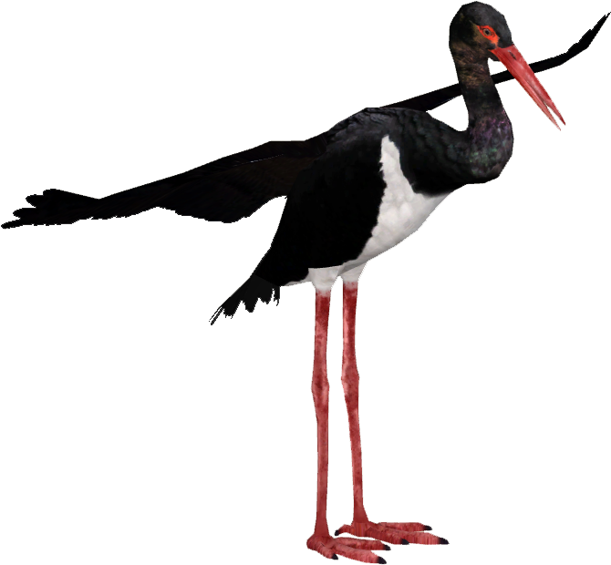 Blackand White Stork Standing PNG