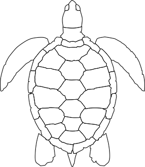 Blackand White Turtle Graphic PNG